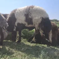 قوچ افشار پلنگی