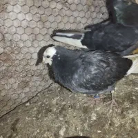 پرنده|پرنده|کردکوی, |دیوار