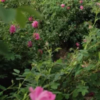 گل محمدی