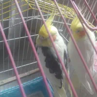 عروس هلندی مولد با شش تا تخم