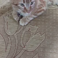 واگذاری بچه گربه