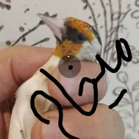 سهره میهام قفس خوب دارم برا معاوضه و نقد
