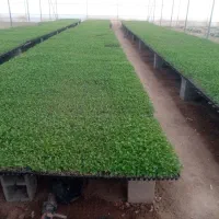 نشا گوجه فرنگی