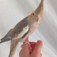 عروس هلندی جفت نر و ماده