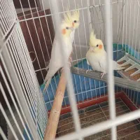 سه عدد جوجه عروس هلندی 7ماهه دون خور