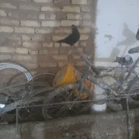 کبوتر نوک جم برای فروشی