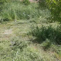 علف باغ مخلوط باکیفیت ۳۵۰ بسته ۱۵۰تومان
