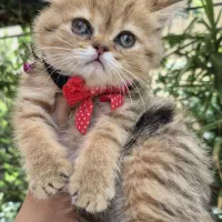 گربه بریتیش ماده