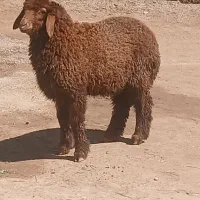 بره نر گوسفند و بره