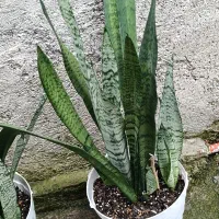 گل سانسوریا ابلق
