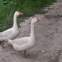 غاز قوغاز دورگ بزرگ هرسه نر