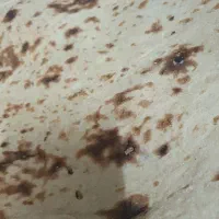 فروش خوراک دام