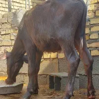 گوساله گاومیش حشوا