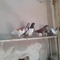 کفتر