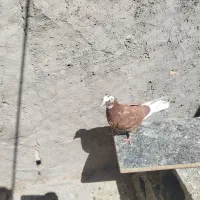 شازده سرخ جوجه و یه جفت اصفهانی جوجه