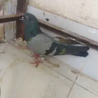 کفتر