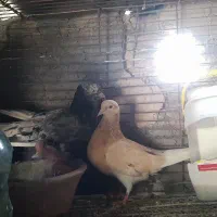 کبوتر سرور و زردی نرو ماده با جوجه و قفس و لوازم