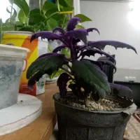 خانه اجازه ای