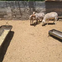 قوچ وطوقولی ماده