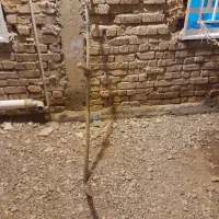 چیدن و دروی گشنیز