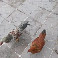 حیوانات مزرعه