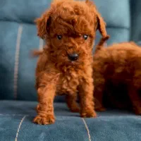 پودل عروسکی دارک رد