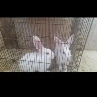 دوتا خرگوشباقفس۵۰۰