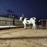 گاو