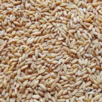 گندم|خوردنی و آشامیدنی|شباب, |دیوار