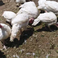 بوقلمون گوشتی کاملا طبیعی بدون هیچ دارو