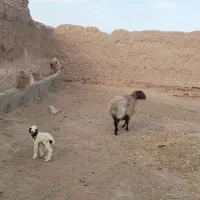 میش زاییده