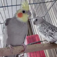 عروس هلندی