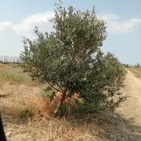 درختچه زیتون