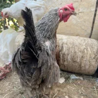 دوعدد مرغ لری تخم گذار