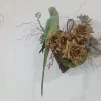 طوطی ملنگو ماده اصلی سخنگو  نیمه رام
