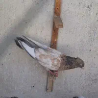 کفتر کله هفرنگ کله سبز