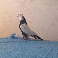 کفتردمی طوقه دار