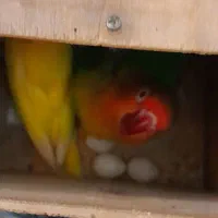 طوطی برزیلی نرو ماده