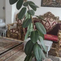 گل فیکوس