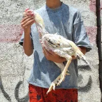 خروس.مرغ لاری
