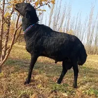 گوسفند زنده درتهرانپارس، حکیمه، نارمک