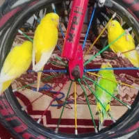 عروس هلندی و مرغ عشق