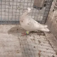 کفتر  کبوتر