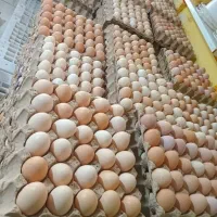 فروش ویژه تخم مرغ محلی