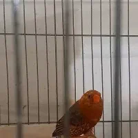 فنچ  زبرا فول اورنج جوجه ستاره ای