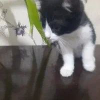 گربه