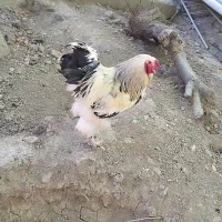 خروس برهما