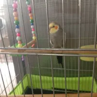 عروس هلندی نر آماده جفت گیری