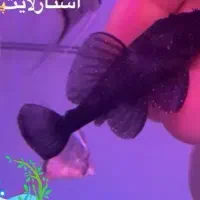 پلکو استار لایت