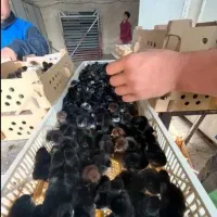 جوجه پا مشکی محلی بلک استارza رنگیrnاردکpkm